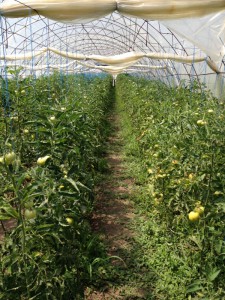 Tomatoes in a greenhouse