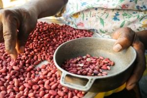 2016-Home_sorting peanuts