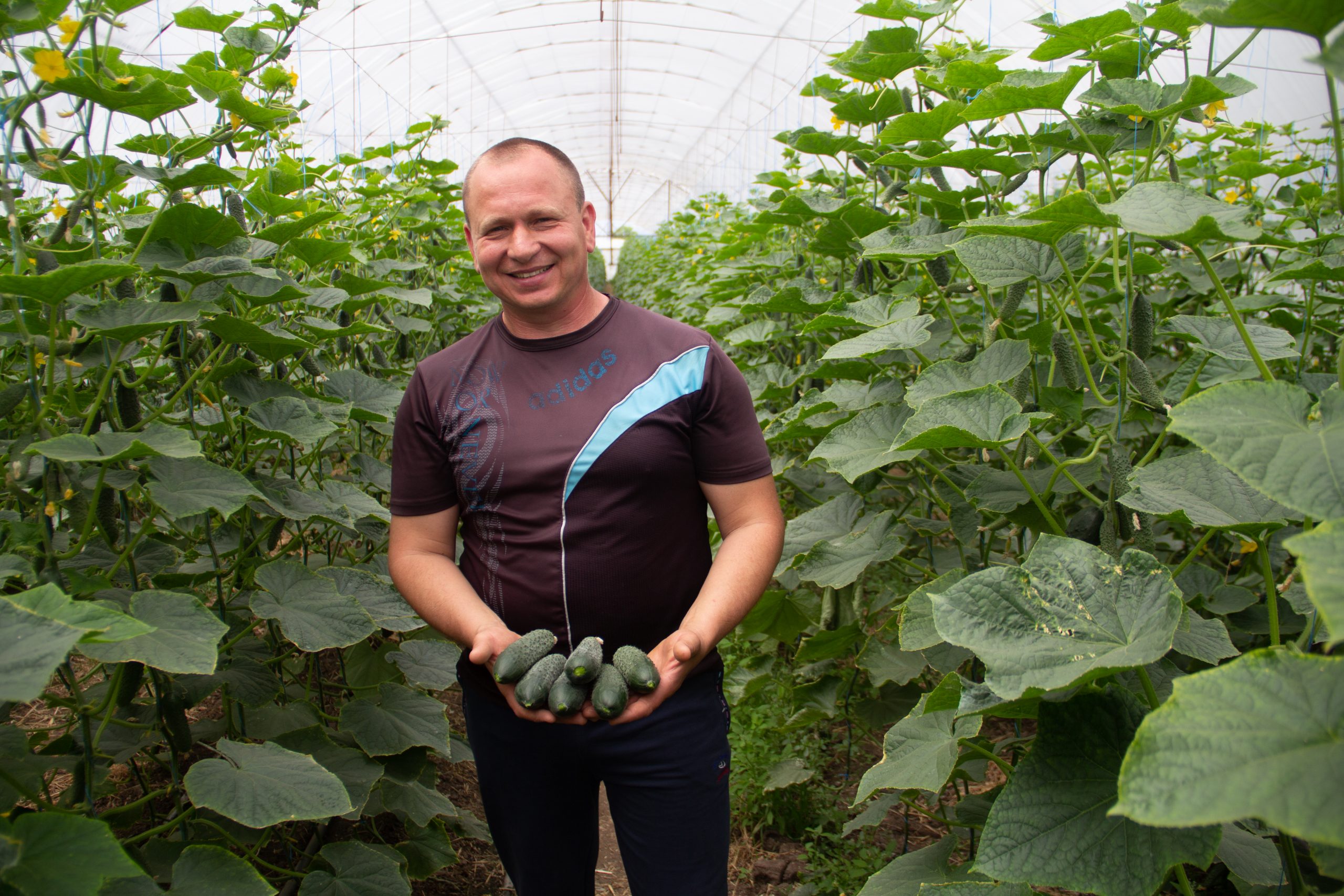 A farmer smiles as he holds cucumbers in his greenhouse.